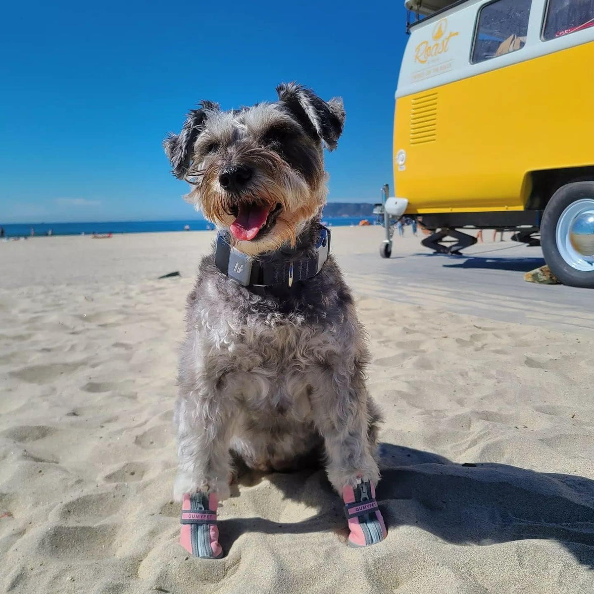 QUMY - Zapatos para perros pequeños, botas para cachorros y protect...