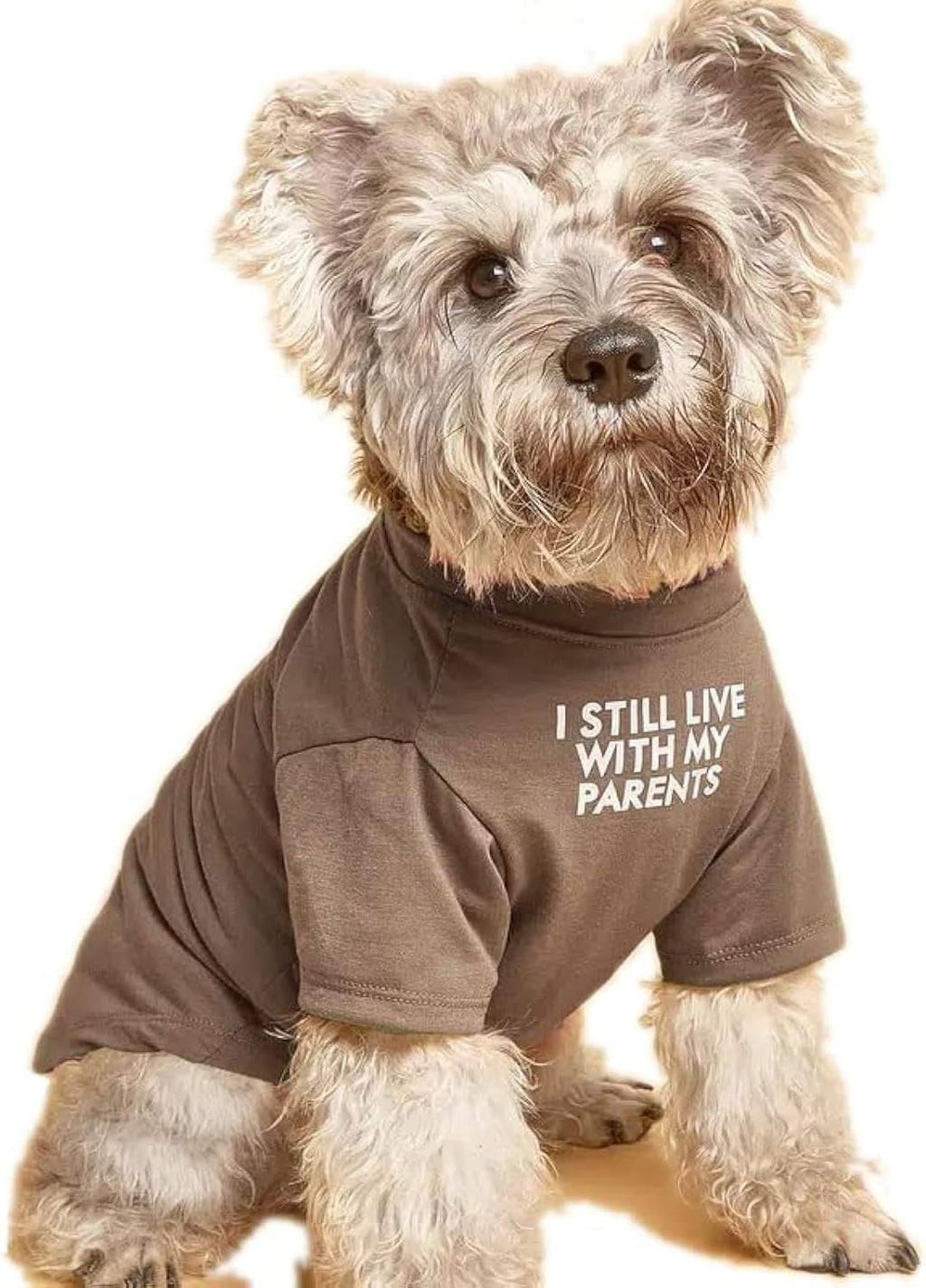 Ropa linda para perro, camiseta para perros medianos. Ropa para per...