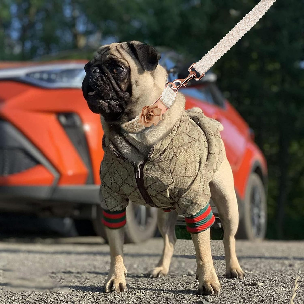 HQREA - Sudadera con capucha para perro, chaqueta de invierno de lu...